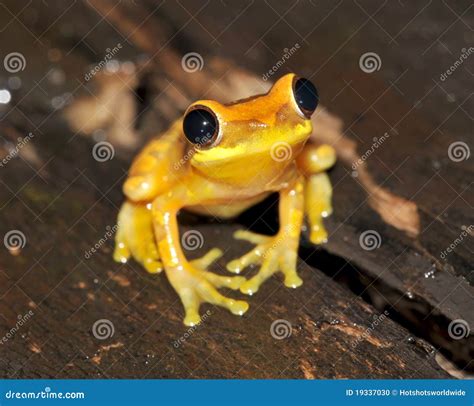Image result for Yellow Tree Frog