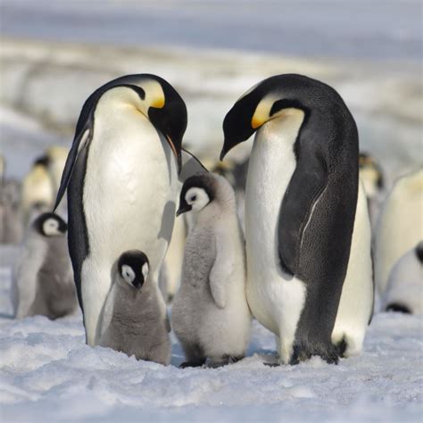 Antarctic Penguins