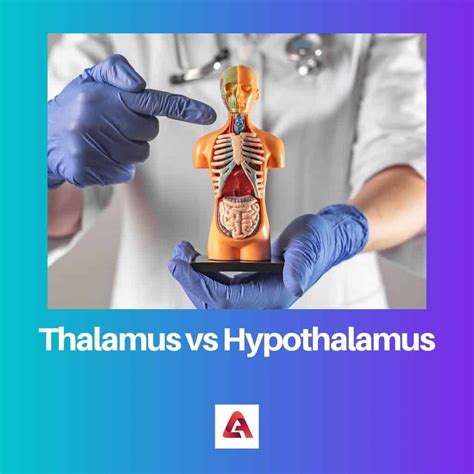 Thalamus vs Hypothalamus : différence et comparaison