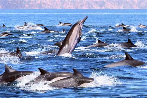 Are Dolphins Mammals? - Everything You Need to Know!