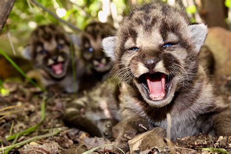 Baby Mountain Lion