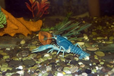 Blue Crayfish {Procambarus Alleni} Care Guide - Aquariadise