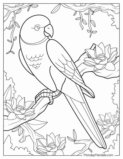 Image result for Parrot Drawing Printable
