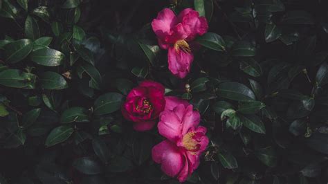 Wallpaper wild roses, bush, petals hd, picture, image