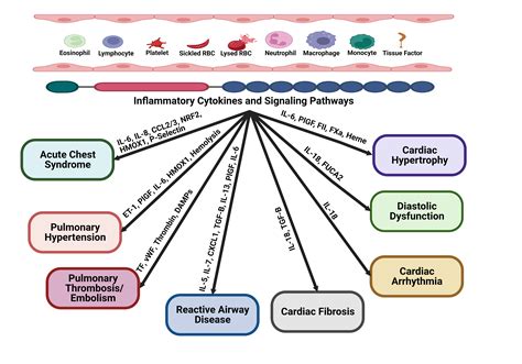 The Role of Inflammation in The Cellular and Molecular Mechanisms of Cardiopulmonary ...