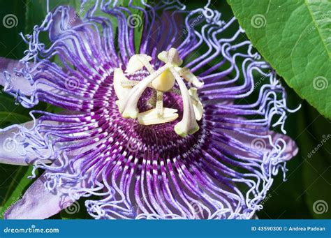 Passion Flower close up stock photo. Image of nature - 43590300