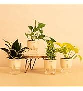 KYARI Money N'Joy-Jade-Sansevieria Golden Hahnii Snake Combo of 3 ...