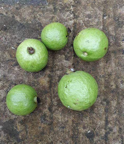 Image result for Lemon Guava Tree