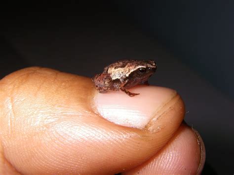 These new species of miniature frogs clearly have the best names - Science