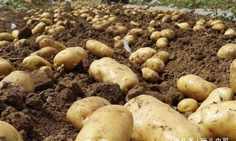 土豆易种产量高，科学种植就是好，注意六大事项，土豆产量蹭蹭上