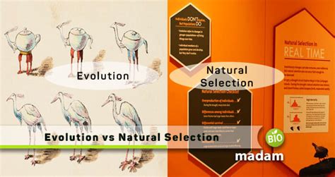 Image result for Natural Selection vs Evolution