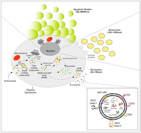 Extracellular Vesicles in Haematological Disorders: A Friend or a Foe?
