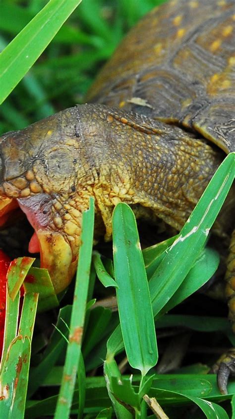 Download wallpaper Breakfast, strawberry, bug, section animals in ...