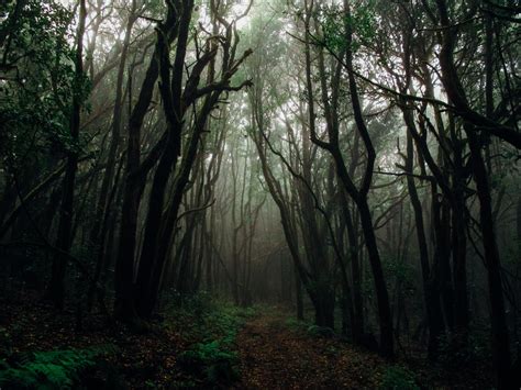 12 Most Beautiful Forests in the World – Treed