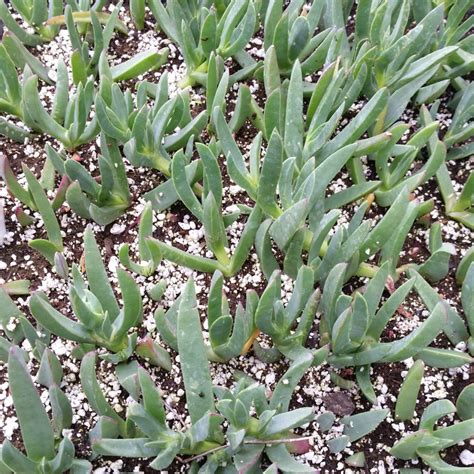 Assorted Succulent Ground Covers - Mid Valley Trees