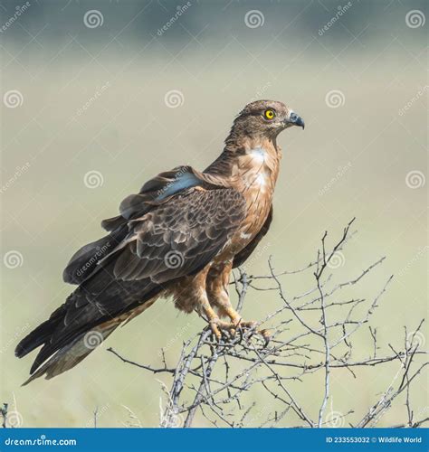 Portrait of European Honey Buzzard Pernis Apivorus. Sitting on a Branch ...