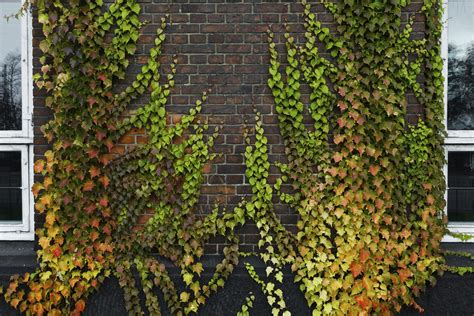 Climbing Vines On Wall