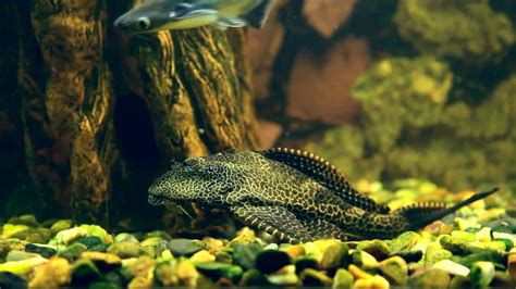 Image result for Live Fish Background PC