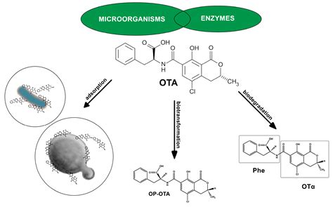 Biocontrol of Occurrence Ochratoxin A in Wine: A Review