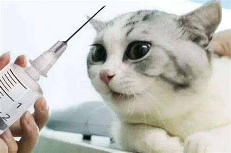 小猫什么时候打疫苗-百度经验