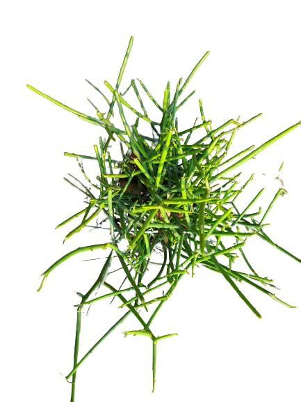 pencil cactus (Euphorbia tirucalli) succulent foliage ornamental plant ...