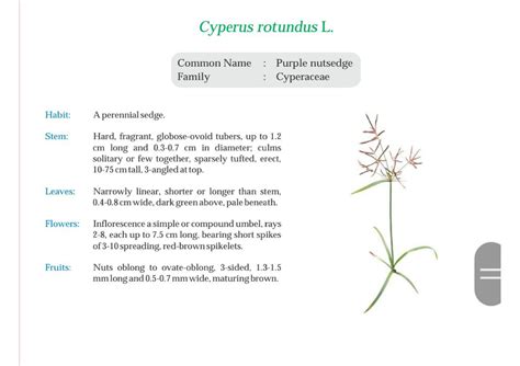 Purple nutsedge. white head spike sedge - Bsc botony - Studocu