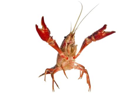 Lobster png transparent (7) - Photo #1731 - BiNps PNG Website