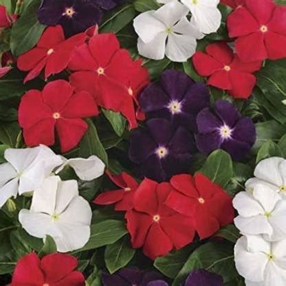 KANAYA Vinca Nana Rose/Sadabahar Seed Price in India - Buy KANAYA Vinca ...