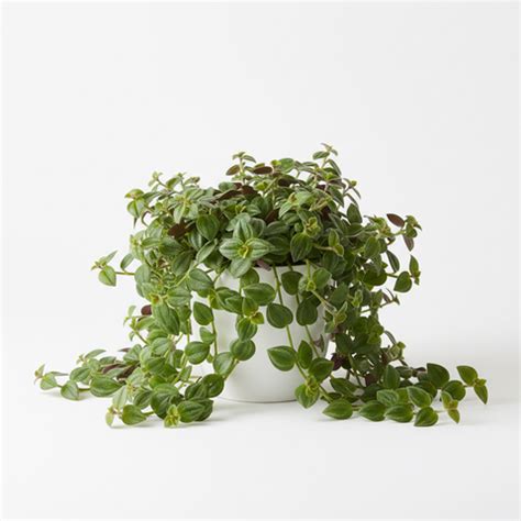 TRIDAX PROCUMBEN – Roots and Stem
