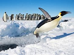 penguins 的图像结果
