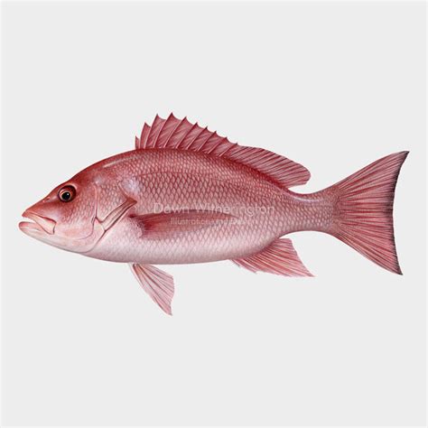 Image result for Red Nose Snapper
