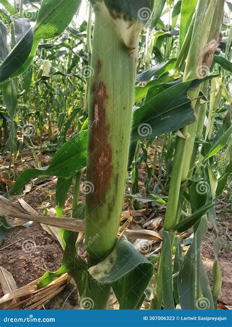 Plant Disease Symptom on Corn Sheath Stock Image - Image of leaf ...