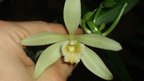 From pods to puddings: Vanilla and other sweet-tasting orchids | Kew