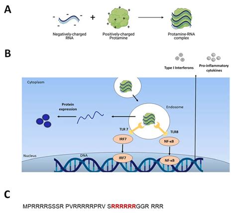 Protamine-Based Strategies for RNA Transfection