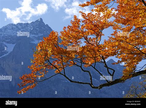 Image result for Enable JavaScript Windows 11