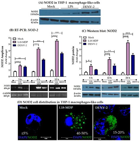 NOD2 Responds to Dengue Virus Type 2 Infection in Macrophage-like Cells ...