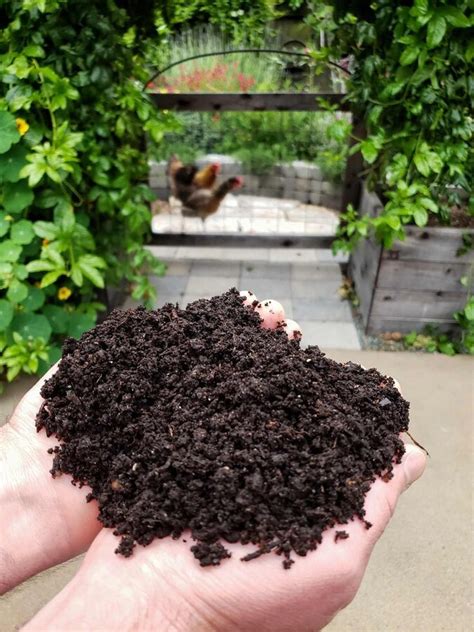 चाय पत्ती से घर के पौधौं के लिए ऐसे बनाएं खाद - How to make fertilizer ...