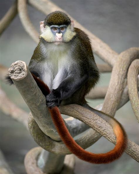 Image result for Red Thread Monkey