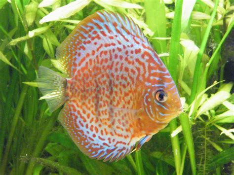 Image result for Discus Tropical Fish