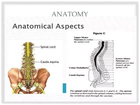 CAUDA EQUINA VS CONUS MEDULLARIS SYNDROME | PPTX