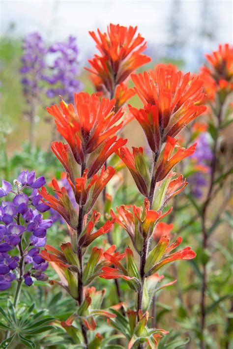 Castilleja chromosa - Desert Indian Paintbrush a beautiful and symbolic ...