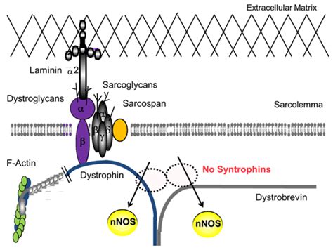 Nonmechanical Roles of Dystrophin and Associated Proteins in Exercise ...