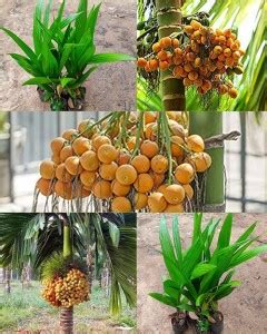 Trothic Betel Nut/Supari Plant Price in India - Buy Trothic Betel Nut ...