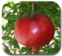 TNAU Agritech Portal :: Crop Protection