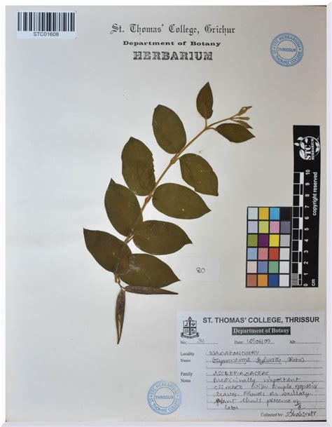 Gymnema sylvestre (Retz.) (Asclepiadaceae) – STC HERBARIUM