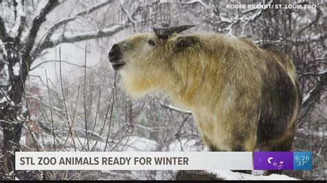 Ways animals stay warm in winter | ksdk.com