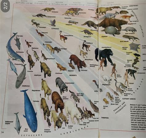 Evolution Chart All Animals 的图像结果