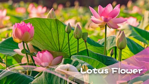 Lotus Flower | Flower Appreciation