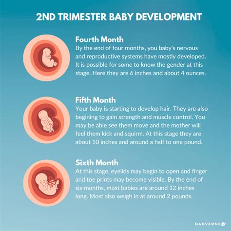 Everything Dads Need To Know About Trimesters And Pregnancy - DADVERSE