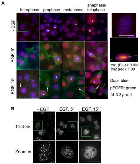 Differential Subcellular Distribution and Translocation of Seven 14-3-3 ...